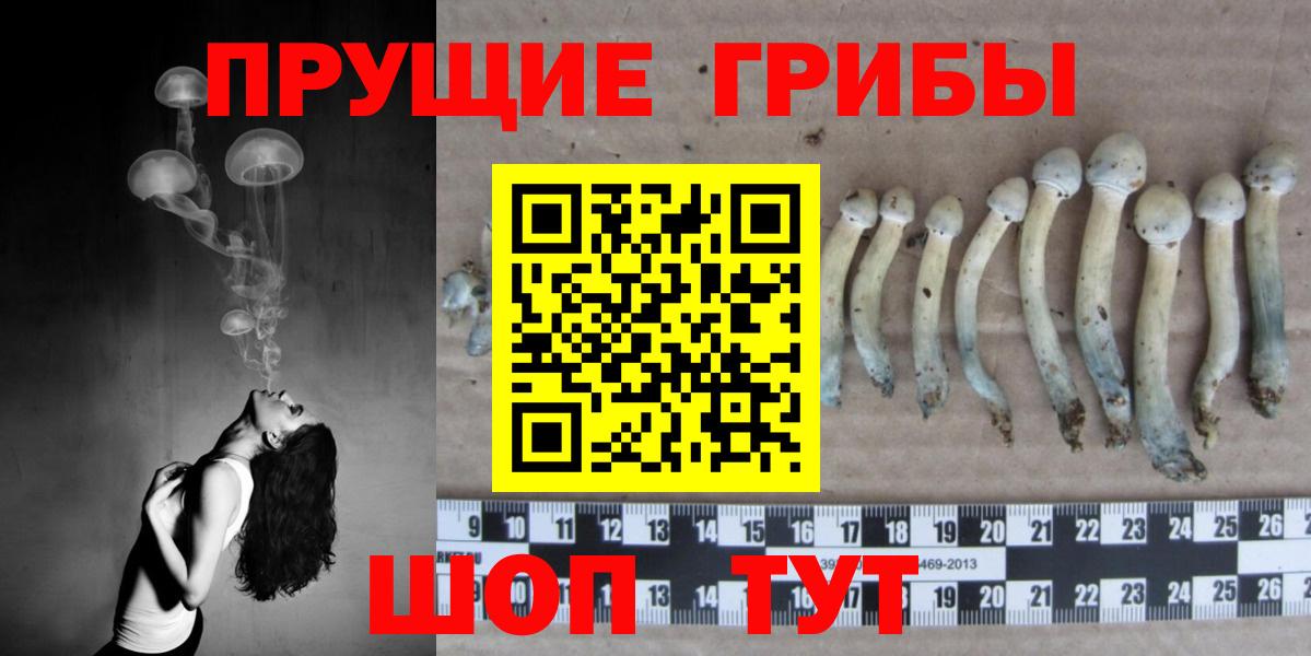 Сосновый Бор  хочу   Вход с VPN  Псилоцибиновые грибы ЛСД 